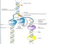 Cours N° 12: Génétique moléculaire – L’ADN: Réplication