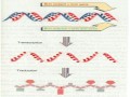 Cours N°13: Génétique moléculaire-La transcription: Synthèse d’ARN à partir de matrices d’ADN- Part1