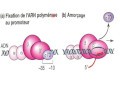Cours N°14: Génétique moléculaire-La transcription: Synthèse d’ARN à partir de matrices d’ADN- Part2