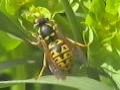 Film Documentaire Histoire D’insectes Acte-1