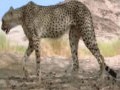 Sur les traces du guépard de l’Ahaggar  » AMAYAS »