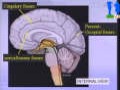 Examen morphologique d’un cerveau normal Communication présentée par Nicole Carteaux