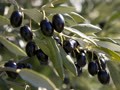 Débat sur la célébration de la journée mondiale de l’olivier