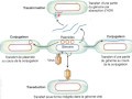 Cours N°19: Génétique bactérienne: Les grands processus de transfert de gènes